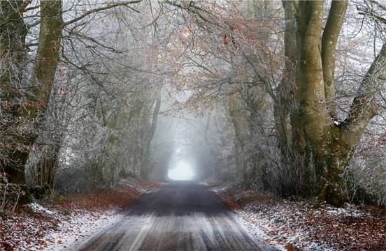 Beech_Avenue_Sixpenny_Handley
