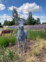 Pauline_Dawkins-White_Stag